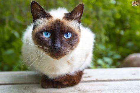 Beautiful Blue Eyed Cats Pets4homes