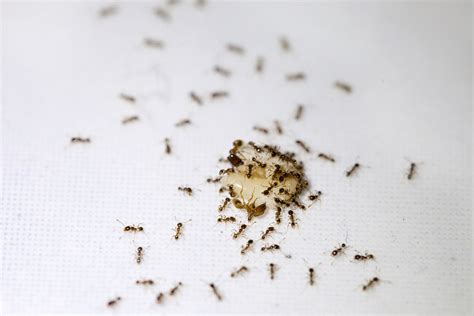 Why Ants Love Kitchens During Summer