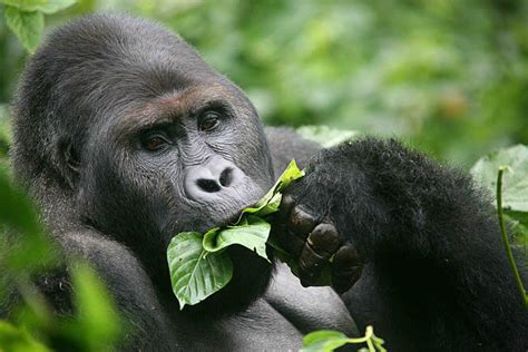 Rwandas 2016 Baby Gorilla Naming Ceremony Confirmed Africa Geographic