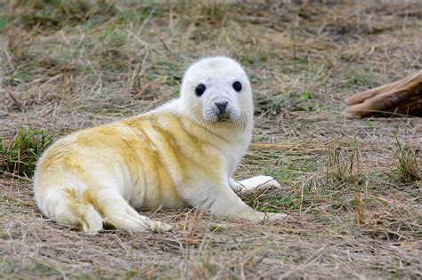 Baby Grey Seal Grey Seal Polar Bear Grey