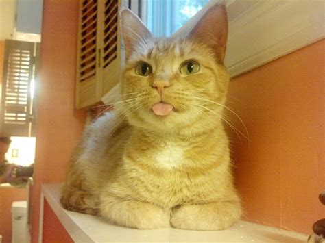 Some people have found homemade chicken broth (just boil the chicken in water, there is no need to add any vegetables, definitely not onions) very helpful for. 20 Cheeky Cats Who Are Sticking Their Tongues Out At You
