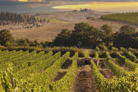 Tuscany S Most Famous Vineyards Near Town Montalcino In Italy Stock
