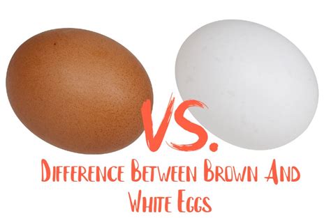 Brown Eggs Vs White Eggs Difference Between Brown And White Eggs