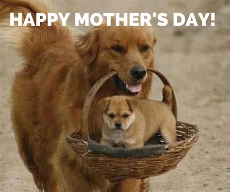Timeline Photos Adorable Puppies Cute Puppies Happy Mothers Happy