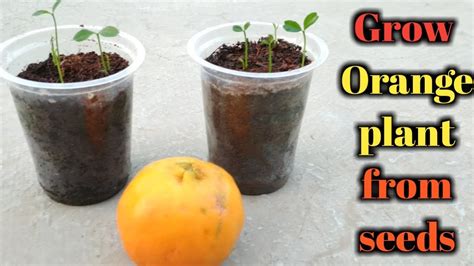 How To Grow Orange Plant From Seeds संतरा को बीज से कैसे उगाये