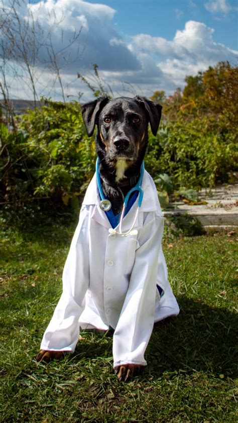 Diy Doctor Dog Costume Rafferty