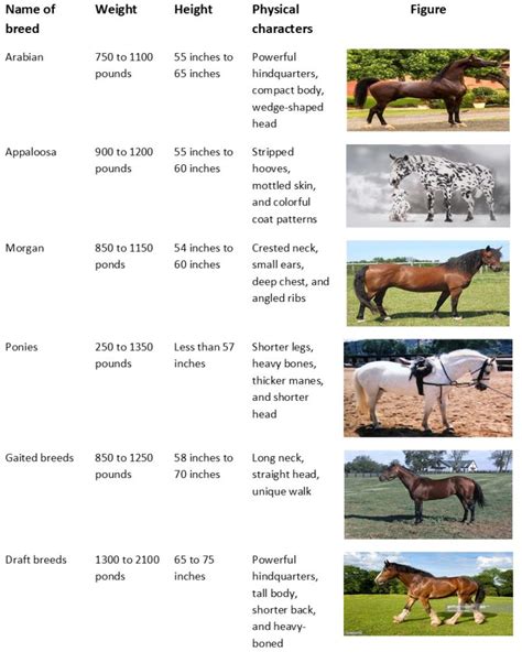 Interesting Facts About Horses That You May Want To Know
