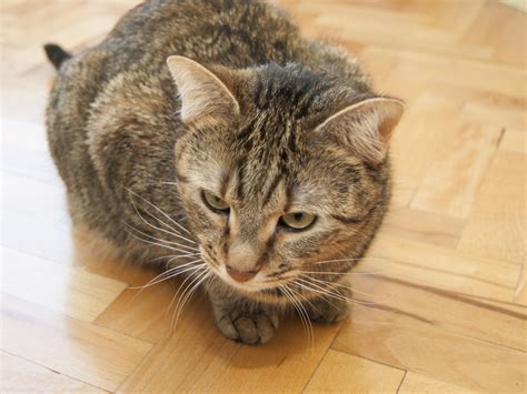 We did not find results for: 5 Ways to Identify a Tabby Cat - wikiHow