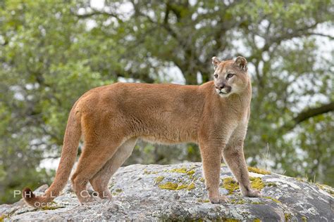 Mountain Lion Puma Concolor 15791 Natural History Photography