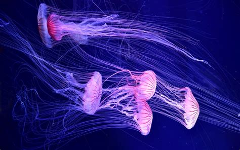Update Jellyfish Wallpaper In Cdgdbentre