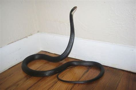 Informasi, cara cegah ular masuk rumah, ular masuk rumah, cara berhadapan dengan ular, rumah dimasuki ular, cara kendalikan ular, 5 cara ular menyelinap atau masuk ke rumah anda. Tips Mencegah dan Mengatasi Ular Kobra Masuk ke Dalam Rumah | Cek&Ricek