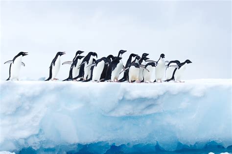 Penguins In Antarctica Hd Animals 4k Wallpapers Images Backgrounds