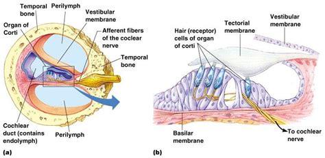 2 A Detailed Image Of The Cochlea A The Organ Of Corti And The Hair
