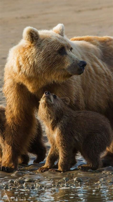 1331 Best Bears Images On Pinterest Animals Wild