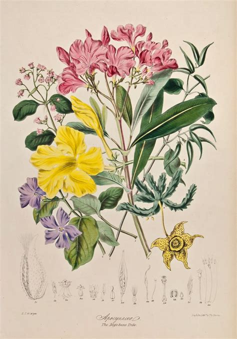 Elizabeth Twining Illustrations Of The Natural Order Of Plants Dogs