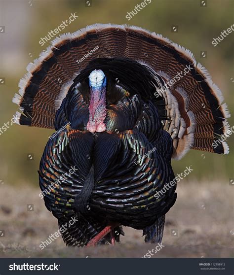 Wild Turkey Merriam S Subspecies Strutting With Tail Fanned Out And Beard Visible North