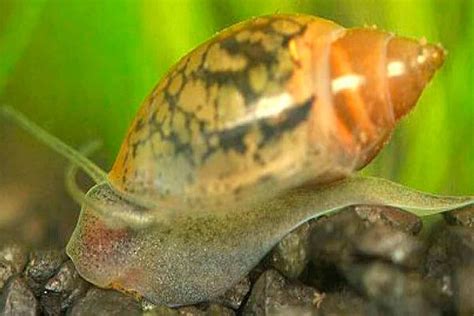 How Long Do Aquarium And Land Snails Live Shrimp And Snail Breeder