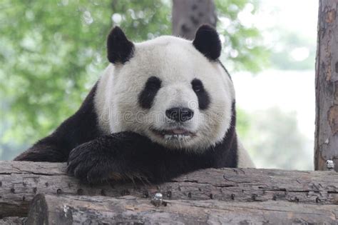 Giant Panda In Beijing China Stock Photo Image Of Habitat Beijing