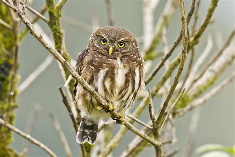 Andean Pygmy Owl Birding Tours Colombia