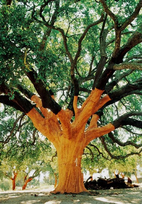 Photos and facts about the less common tree types; The World's Largest Cork Tree - 100% Cork | Produced by ...