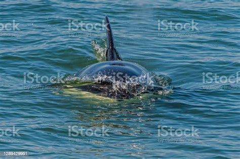 Killer Whale Orcinus Orca In Frederick Sound Alaska Swimming Dorsal Fin