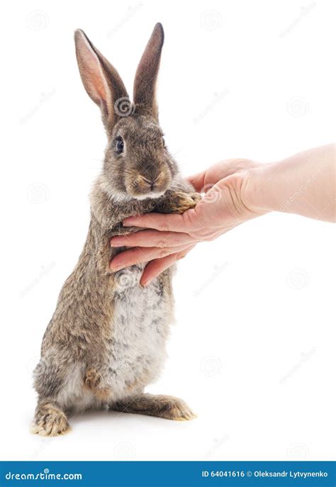 Rabbit On Hand Stock Photo Image Of Innocence Captivity 64041616