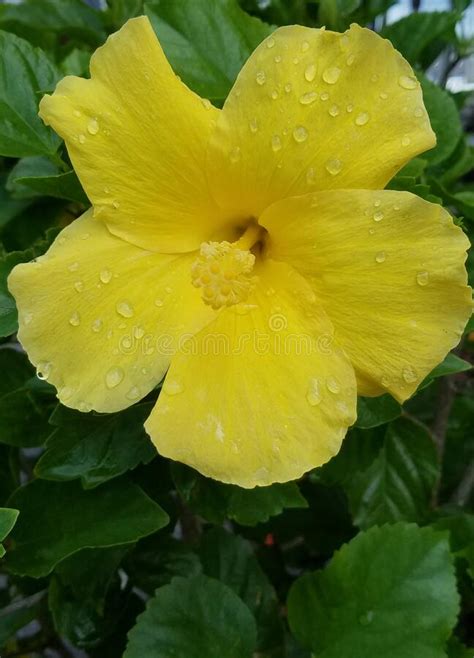 Beautiful Yellow Hibiscus Flower In The Garden Stock Image Image Of