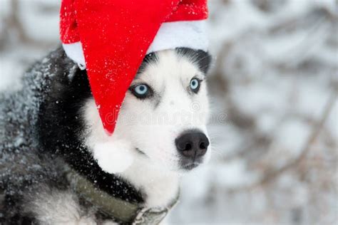 Christmas Husky Dog Stock Image Image Of Xmas Portrait 161083797