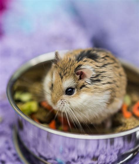 A Complete Dwarf Hamster Care Guide From Feeding To