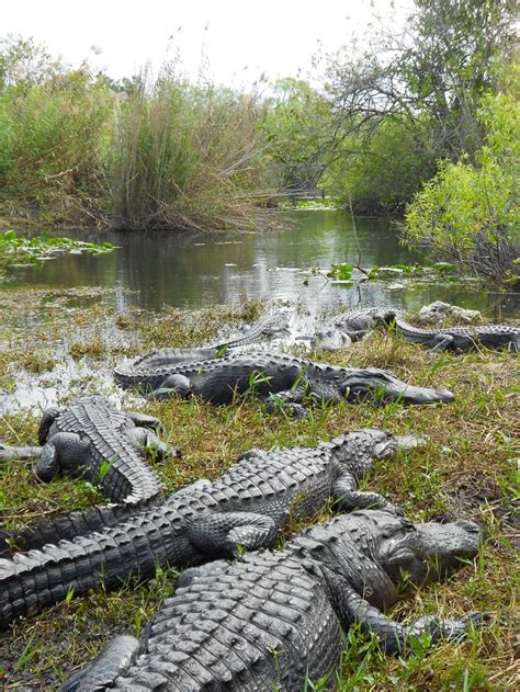 Napping Alligators In The Everglades Swamp Creature Animals Wild