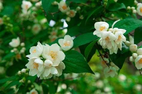 Top 10 Fragrant Flowers In India Scented Flowers Smelling Flowers