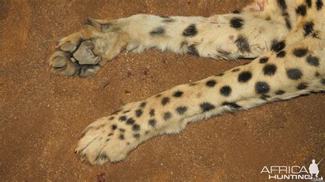 Cheetah Front Paws