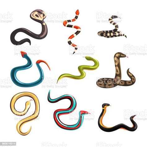 Colorful Collection Of Various Snakes Stock Illustration Download