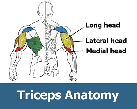 Triceps The Secret To Big Arms Fitprince