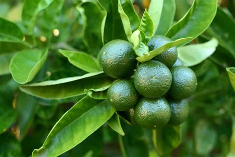 How To Grow And Care For Lime Trees Au