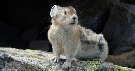 Endangered Ili Pika Photographed For First Time In 20 Years