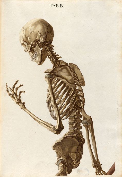 It's good to be aware of that and not attach torso and pelvis together like two blocks, as that would the upper arm falls fairly straight from the shoulder, so the elbow can be aligned with the latter (or fall. Plate B upper half from Christoph Jacob Trew's Tabulae ...