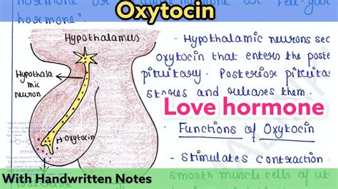 oxytocin love hormone regulation and function youtube