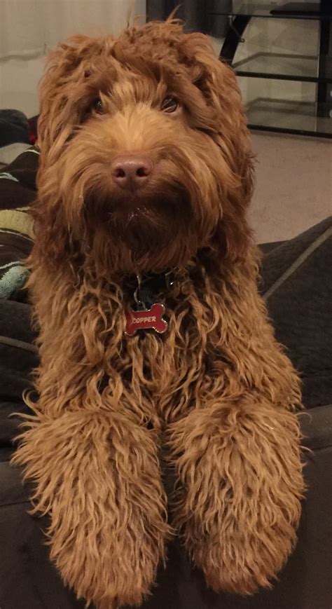 Ckc toy poodle pup pup puppies for sale. Picture | Irish doodle, Goldendoodles for sale, Goldendoodle
