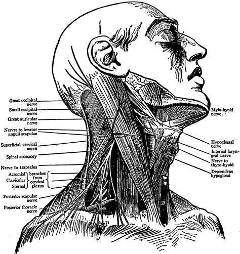 Sternocleidomastoid muscle (main muscle in the front of the neck). Neck, Nerves of | ClipArt ETC