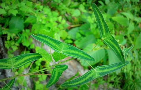 Ulat bulu berwarna hijau dan cantik. Fuziah Sulaiman blog: Terapi Kanser : Pokok Rerama ...