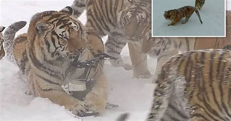 The Truth Behind This Video Of Siberian Tigers Chasing A Drone Will Sicken You Daily Star