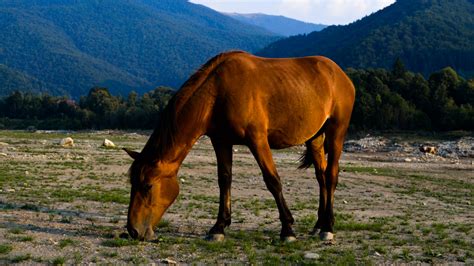 Brown Horse On The Pasture Hd Desktop Wallpaper Widescreen High