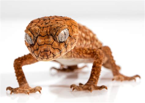 Gecko Rough Knob Centralian · Free Photo On Pixabay