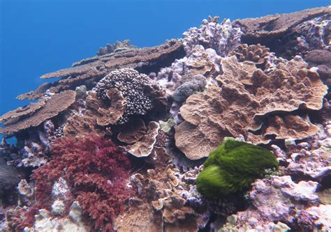 Microplastic Pollution A Possible Threat To Great Barrier Reef Coral