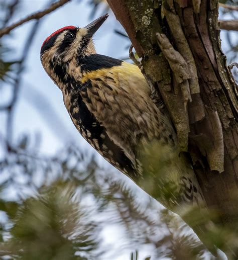 Everything You Need To Know About Woodpeckers In West Virginia Bird