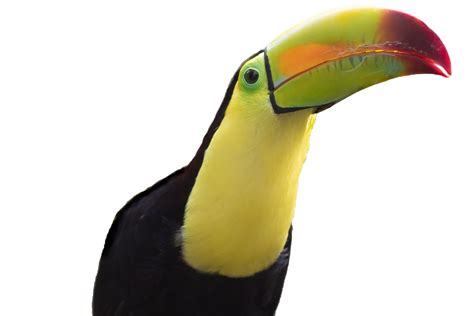 Download Toucan Bird Beak Royalty Free Stock Illustration Image