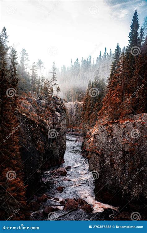 Scenic View Of A Pristine River Flanked By Majestic Pine Trees On The