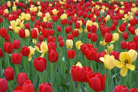 Como Sembrar Tulipanes Lo Que Aún No Sabes Sobre Las Formas De Hacerlo
