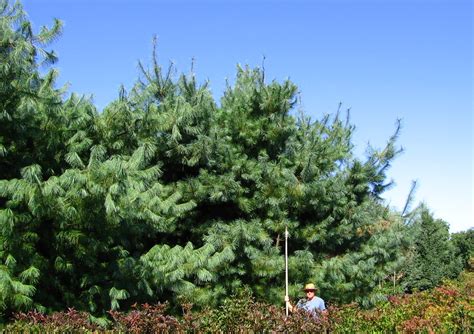 Natural Landscapes Nursery Pines